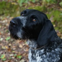 Emmi